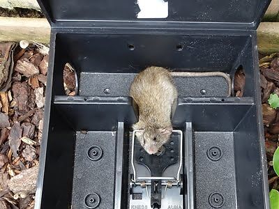 rodent trapping